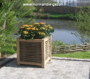 Normandie fleur de chêne 1 Normandie fleur de chêne 1